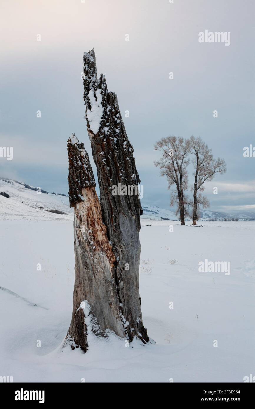 WY04622-00...WYOMING - Broken cottonwood tree in the Lamar Valley of Yellowstone National Park. Stock Photo
