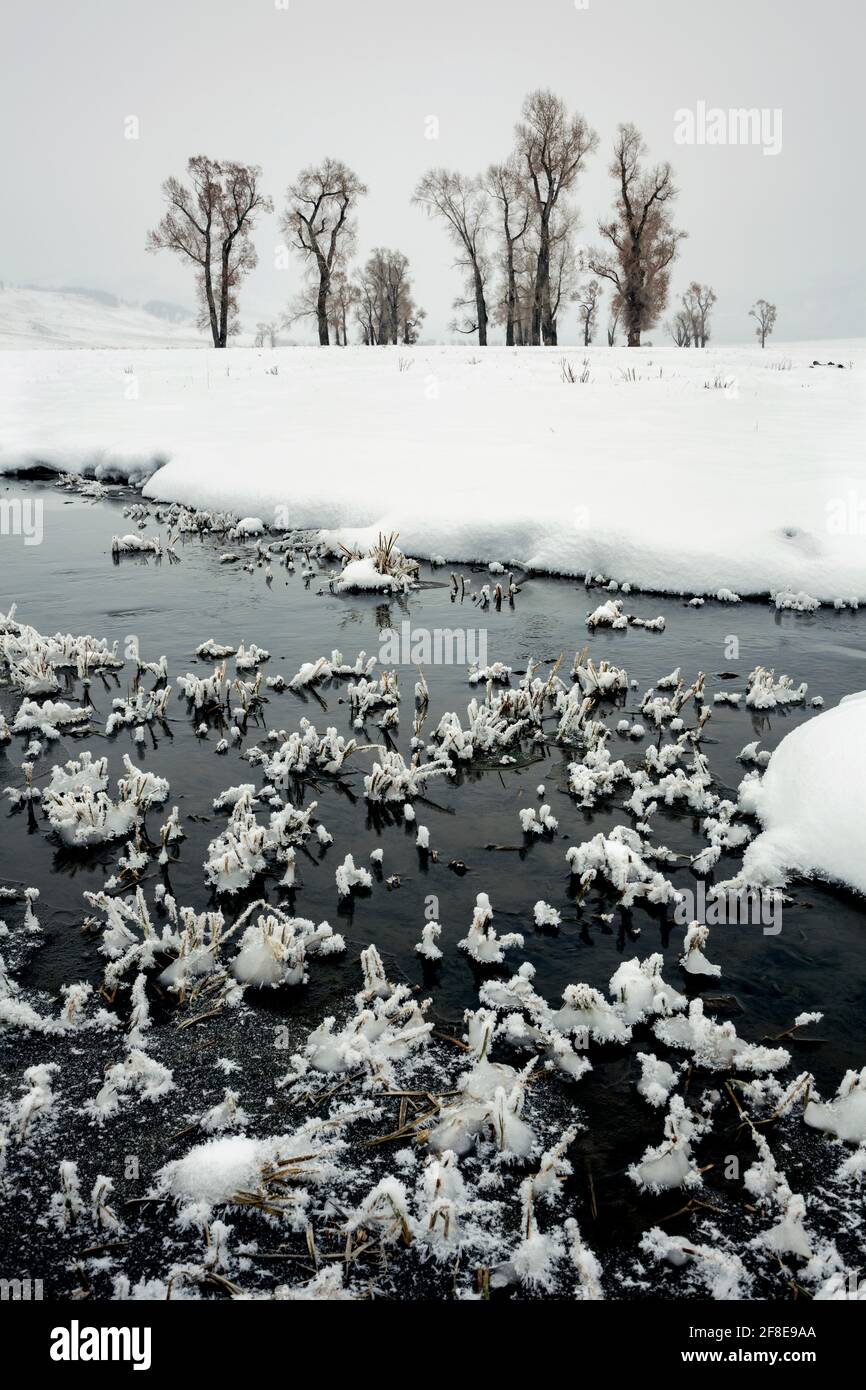 WY04634-00...WYOMING - Small creek in the snow covered Lamar Valley of Yellowstone National Park. Stock Photo