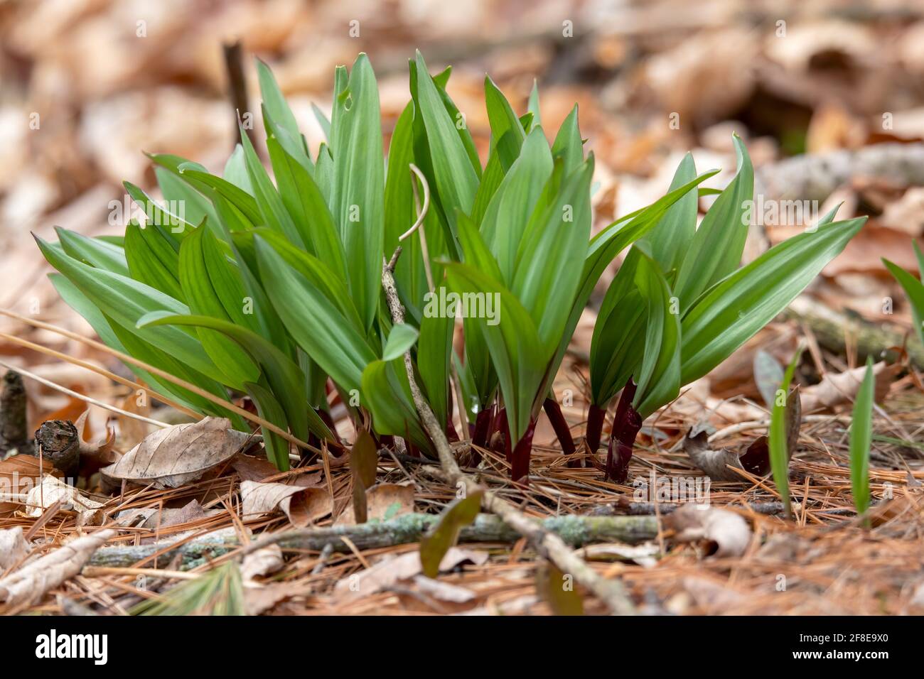 Wild Ramps wild garlic ( Allium tricoccum), commonly known as ramp