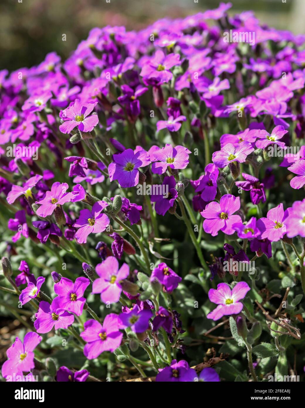 Purple flowers in the spring sun shine Stock Photo