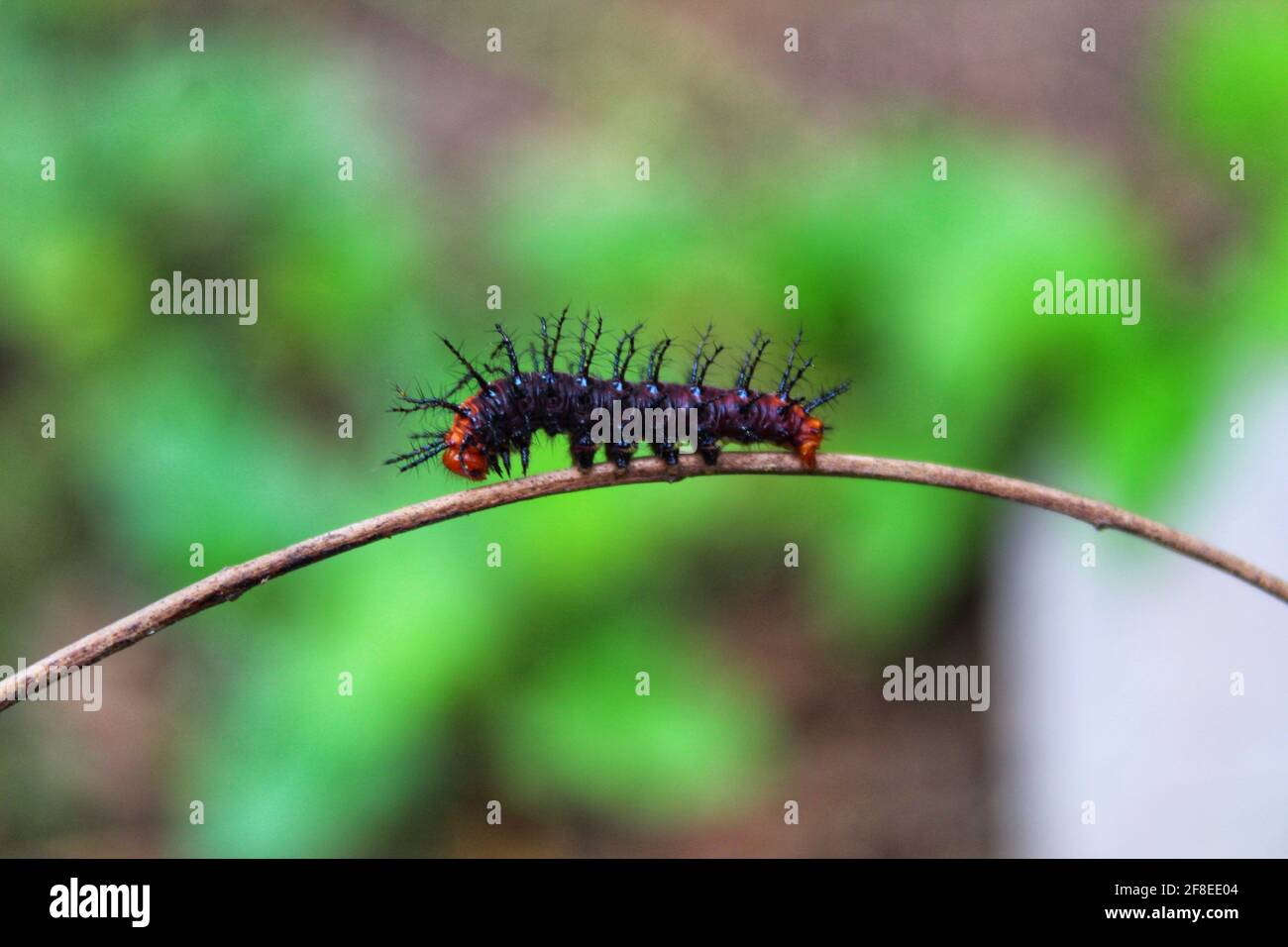 Closeup shot of a red Caterpillar on a thin twig of a plant on a ...