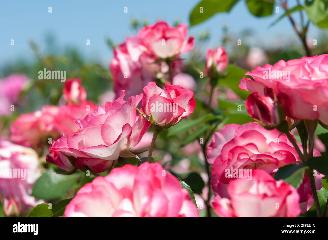 bi-coloured pink and white hybrid tea roses (rosa) in a public rose garden Stock Photo
