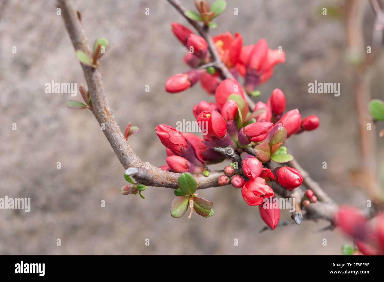 redorange flowering quince shrub buds against a neutral background