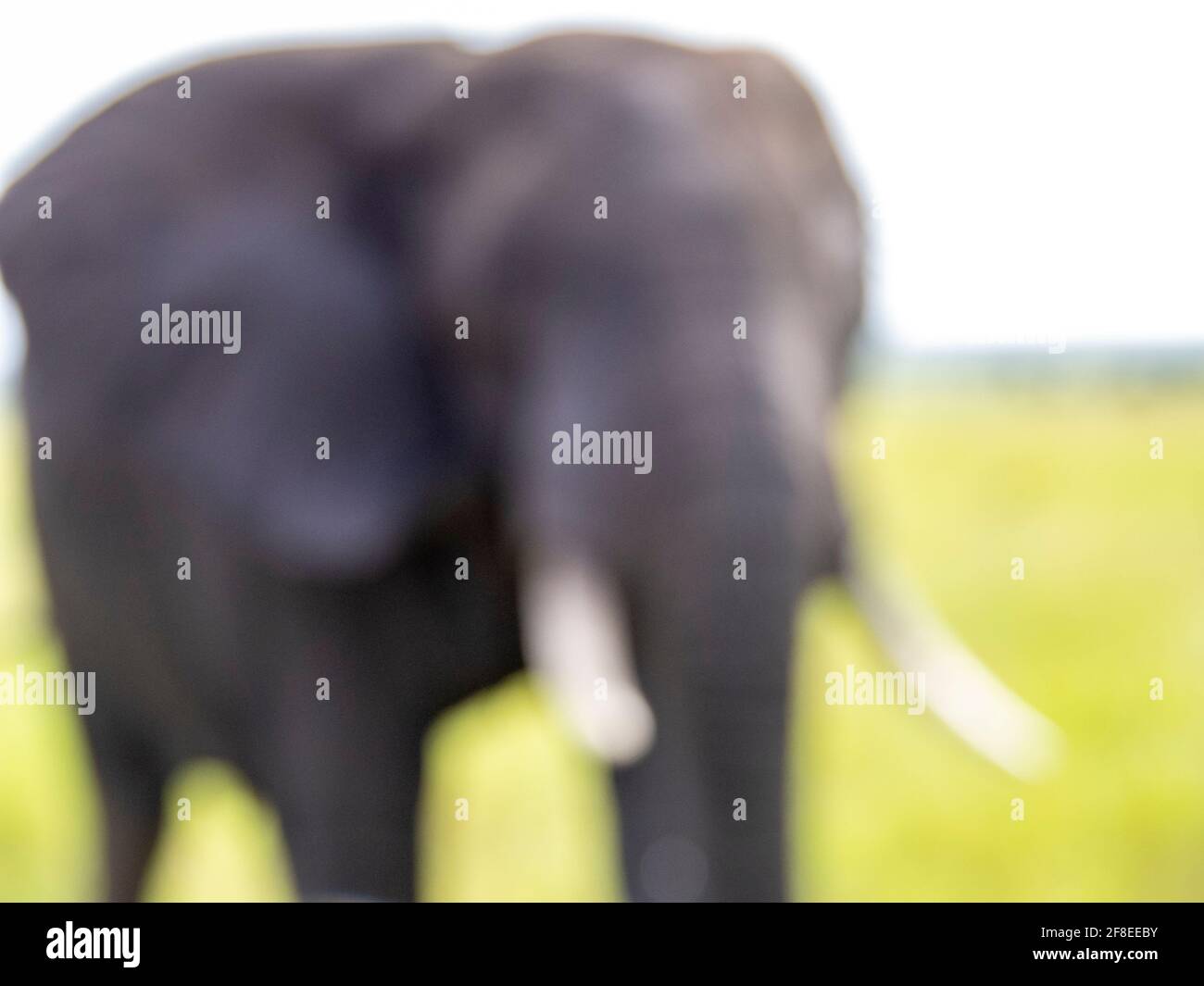 Serengeti National Park, Tanzania, Africa - February 29, 2020: African elephant out of focus in Serengeti Stock Photo
