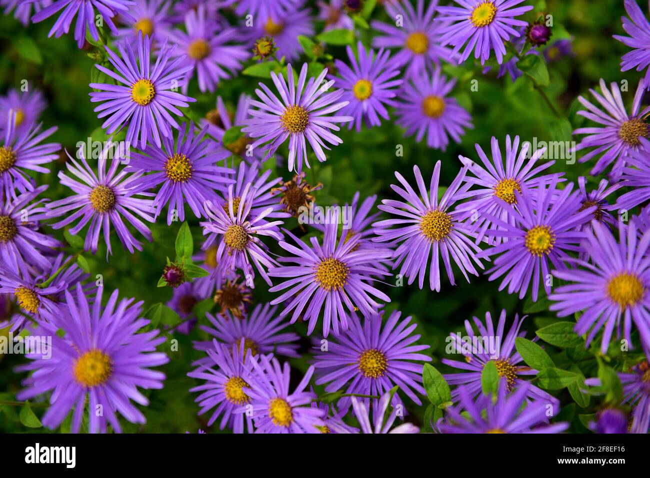 Teken Dunedin, NZ Stock Photo Alamy