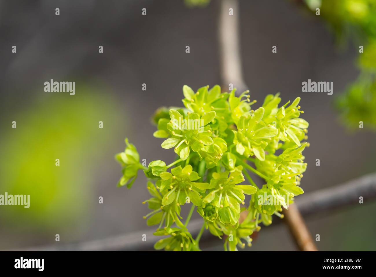 Norway Maple Flowers in Springtime Stock Photo