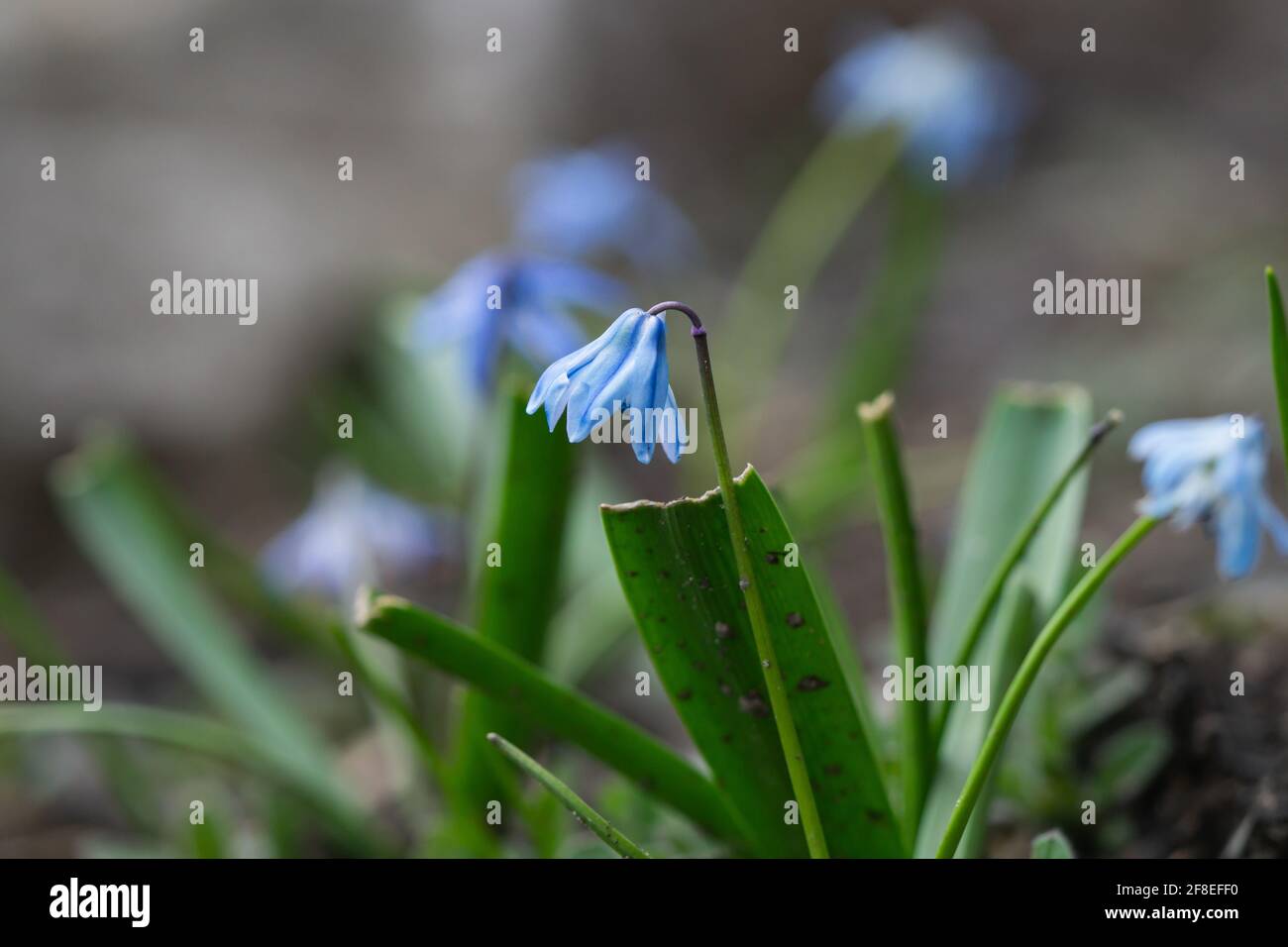 Squill Flowers in Bloom in Springtime Stock Photo