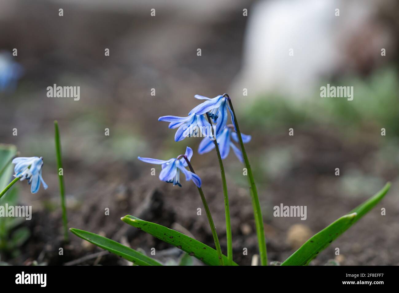 Squill Flowers in Bloom in Springtime Stock Photo