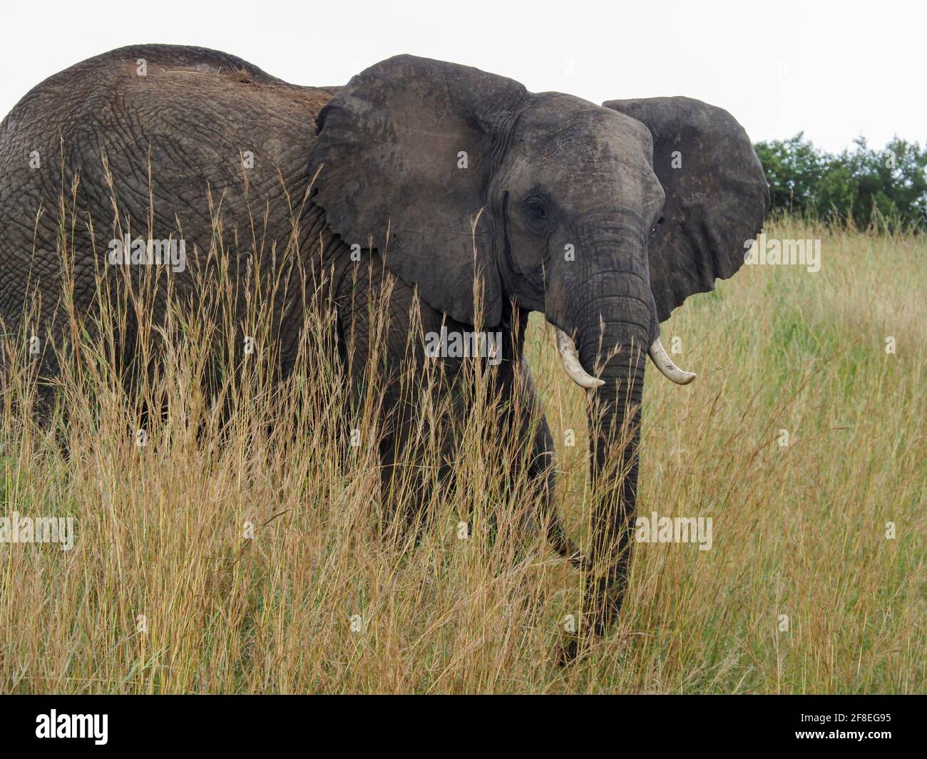 Masaai Mara, Kenya, Africa - February 26, 2020: African elephants in tall grass on Safari, Masaai Mara Game Reserve Stock Photo