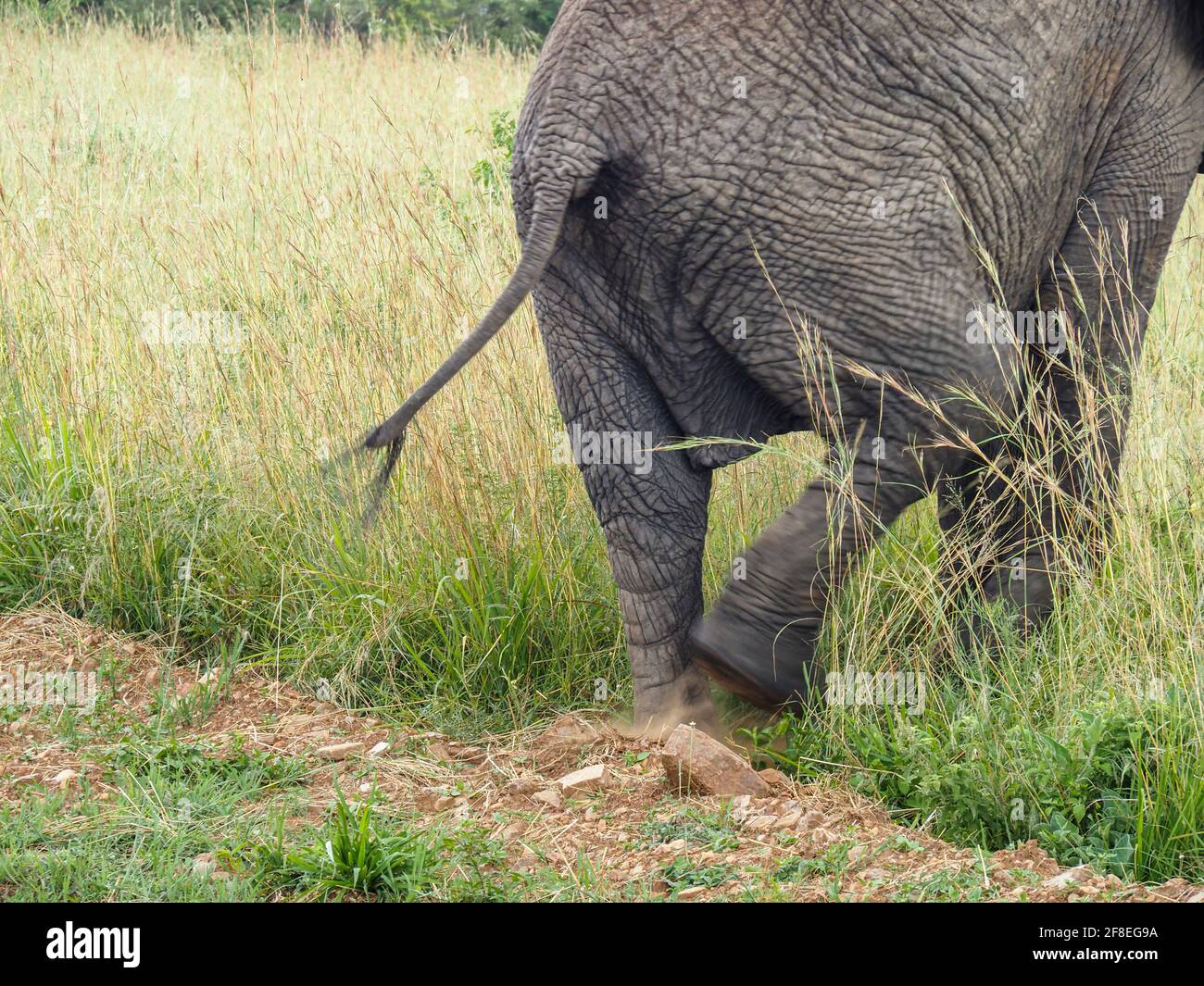 Masaai Mara, Kenya, Africa - February 26, 2020: African elephants in tall grass on Safari, Masaai Mara Game Reserve Stock Photo