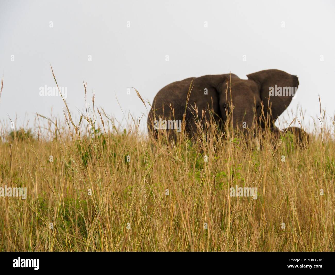 Masaai Mara, Kenya, Africa - February 26, 2020: African elephants in tall grass on Safari, Masaai Mara Game Reserve Stock Photo