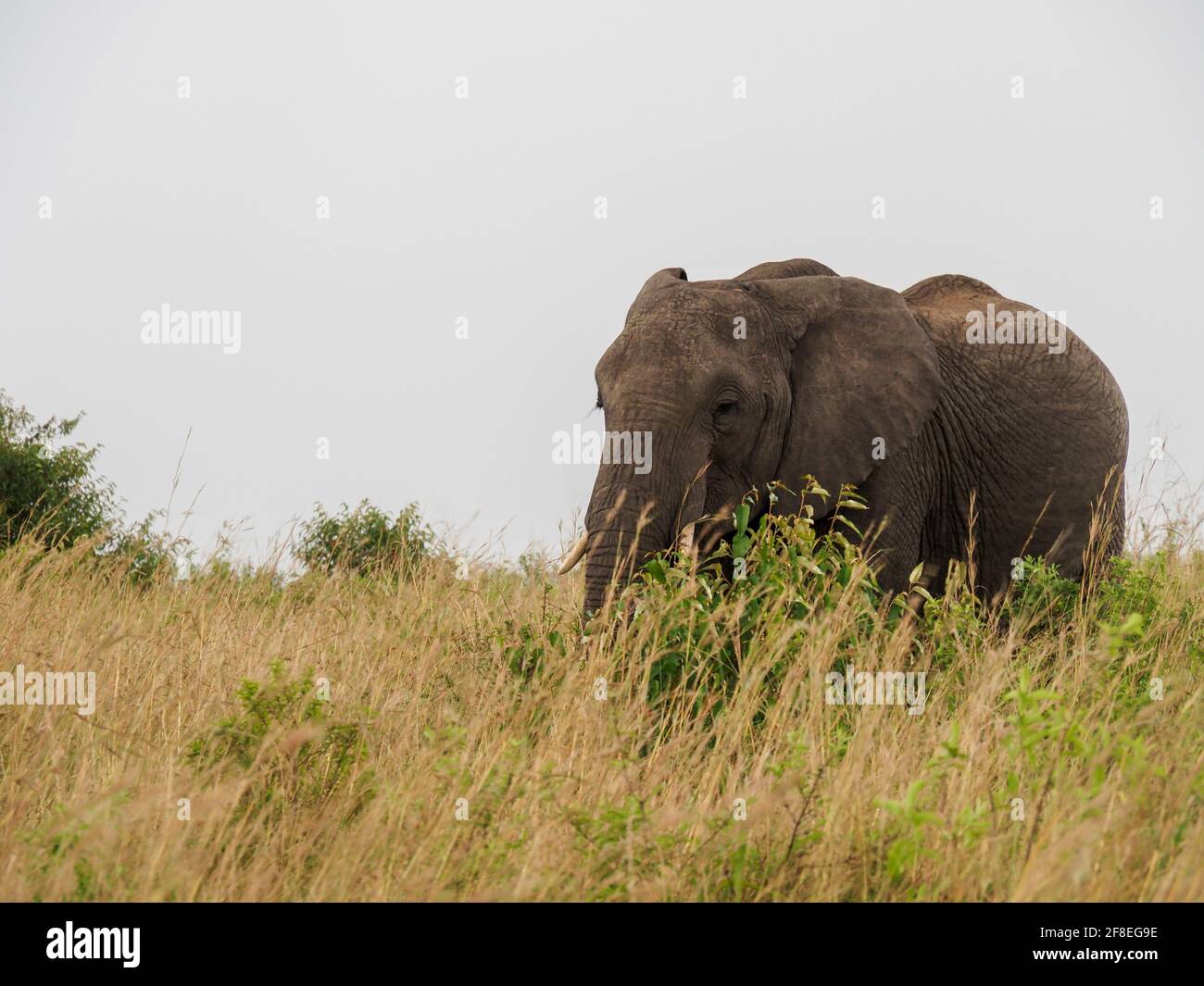 Masaai Mara, Kenya, Africa - February 26, 2020: African elephants in tall grass on Safari, Masaai Mara Game Reserve Stock Photo