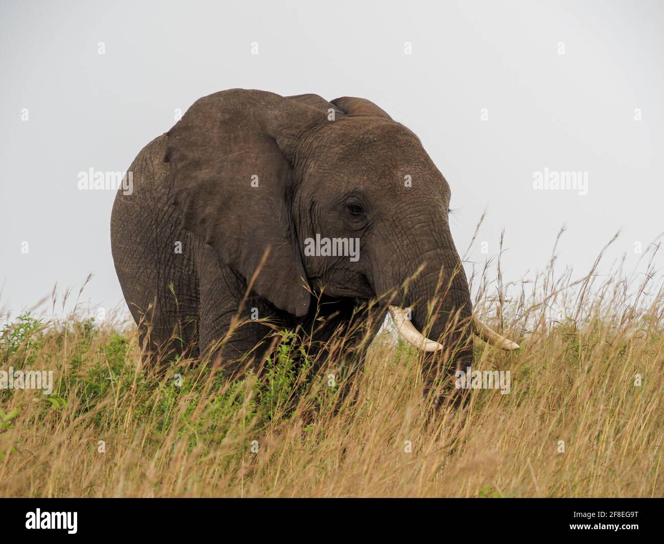 Masaai Mara, Kenya, Africa - February 26, 2020: African elephants in tall grass on Safari, Masaai Mara Game Reserve Stock Photo