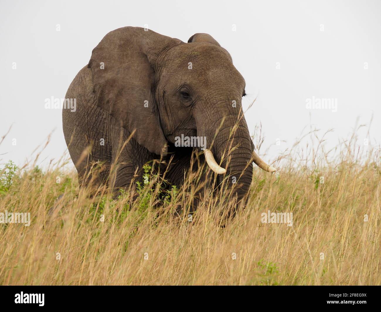 Masaai Mara, Kenya, Africa - February 26, 2020: African elephants in tall grass on Safari, Masaai Mara Game Reserve Stock Photo