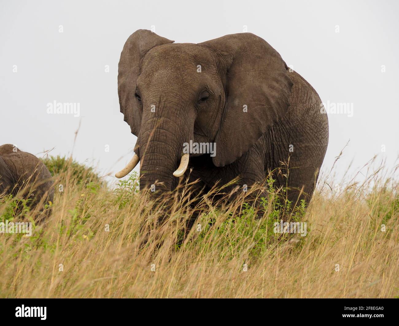 Masaai Mara, Kenya, Africa - February 26, 2020: African elephants in tall grass on Safari, Masaai Mara Game Reserve Stock Photo