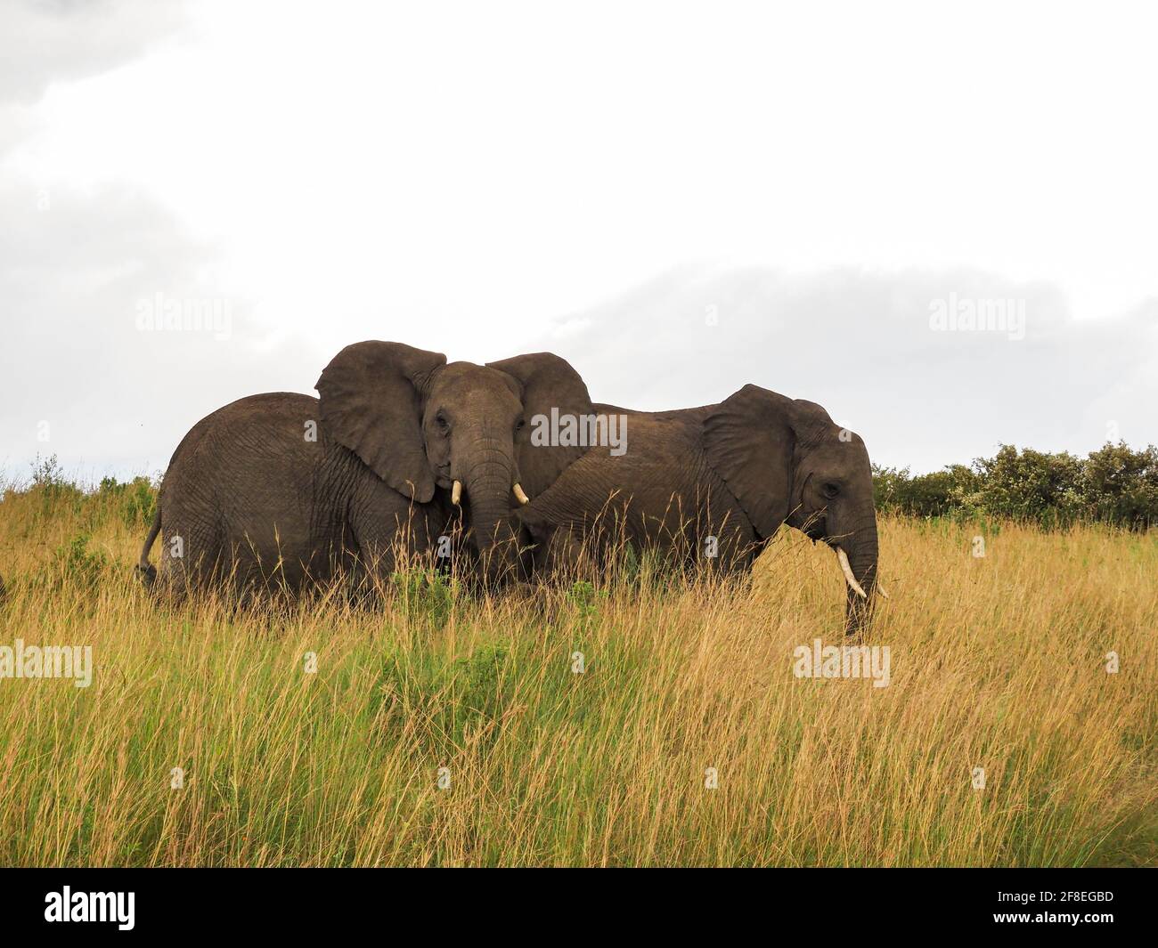 Masaai Mara, Kenya, Africa - February 26, 2020: African elephants in tall grass on Safari, Masaai Mara Game Reserve Stock Photo