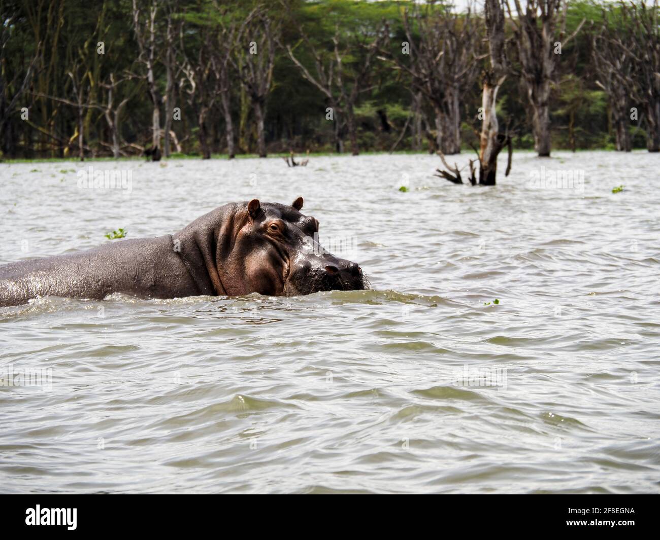 Lake Naivasha, Kenya, Africa - February 25, 2020: Hippos swimming through Lake Naivasha in Kenya, Africa Stock Photo