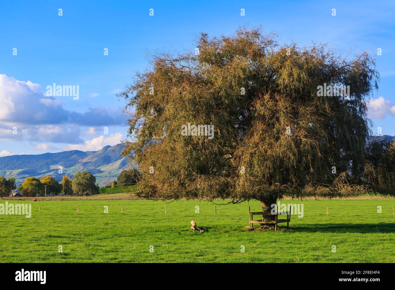 A weeping willow tree with autumn foliage growing on farmland in the Waikato Region, New Zealand Stock Photo