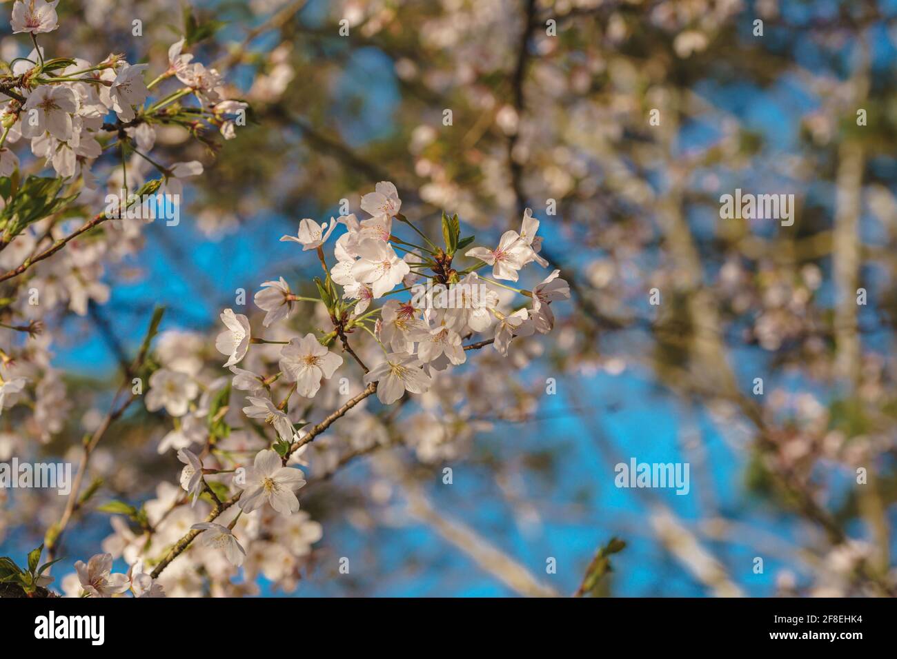 Spring cherry blossom scenery at Hangzhou West Lake under the sunlight ...