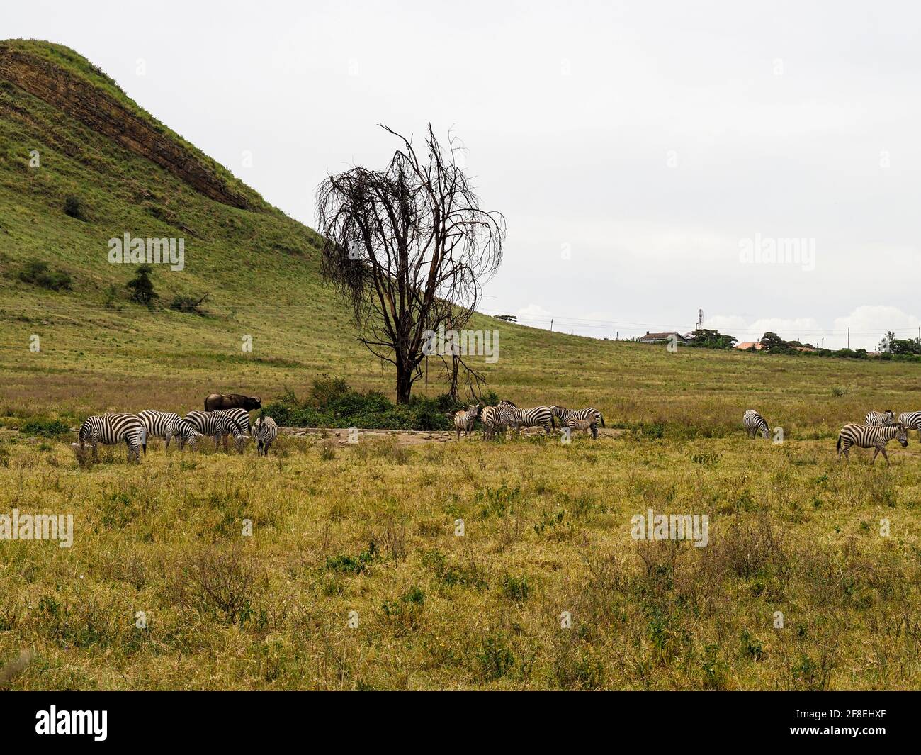 Savannah zebra migration hi-res stock photography and images - Alamy