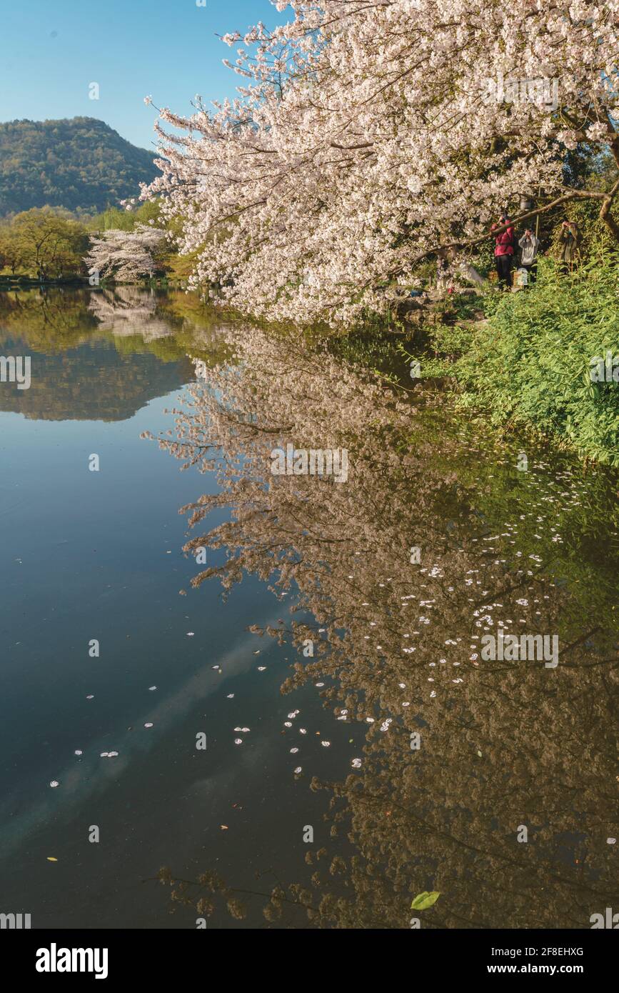 Spring In Hangzhou Spring cherry blossom scenery at Hangzhou West Lake under the sunlight ...