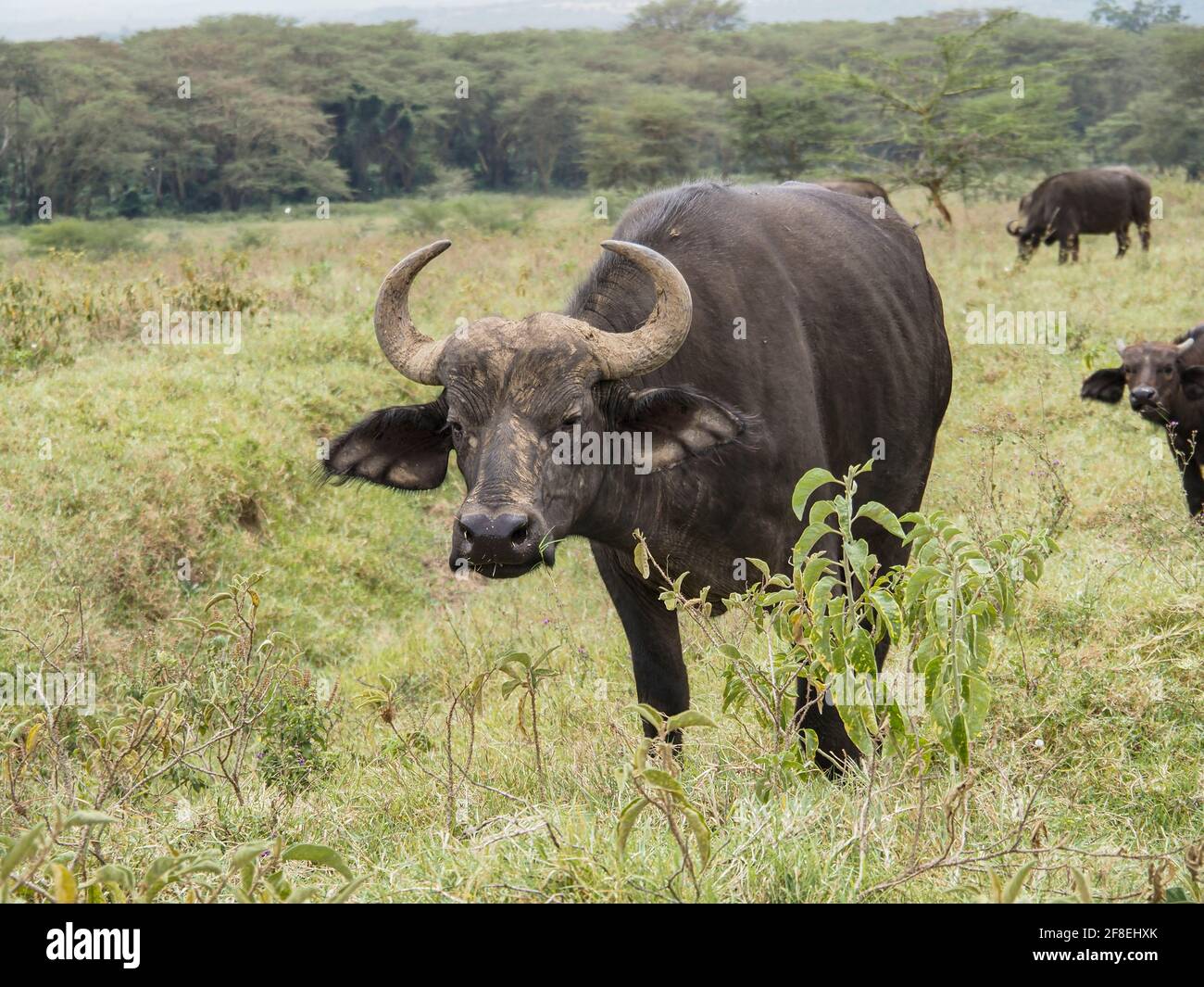 Cape Buffalo grazing on grass at Lake Nakuru National Park, Kenya, Africa Stock Photo