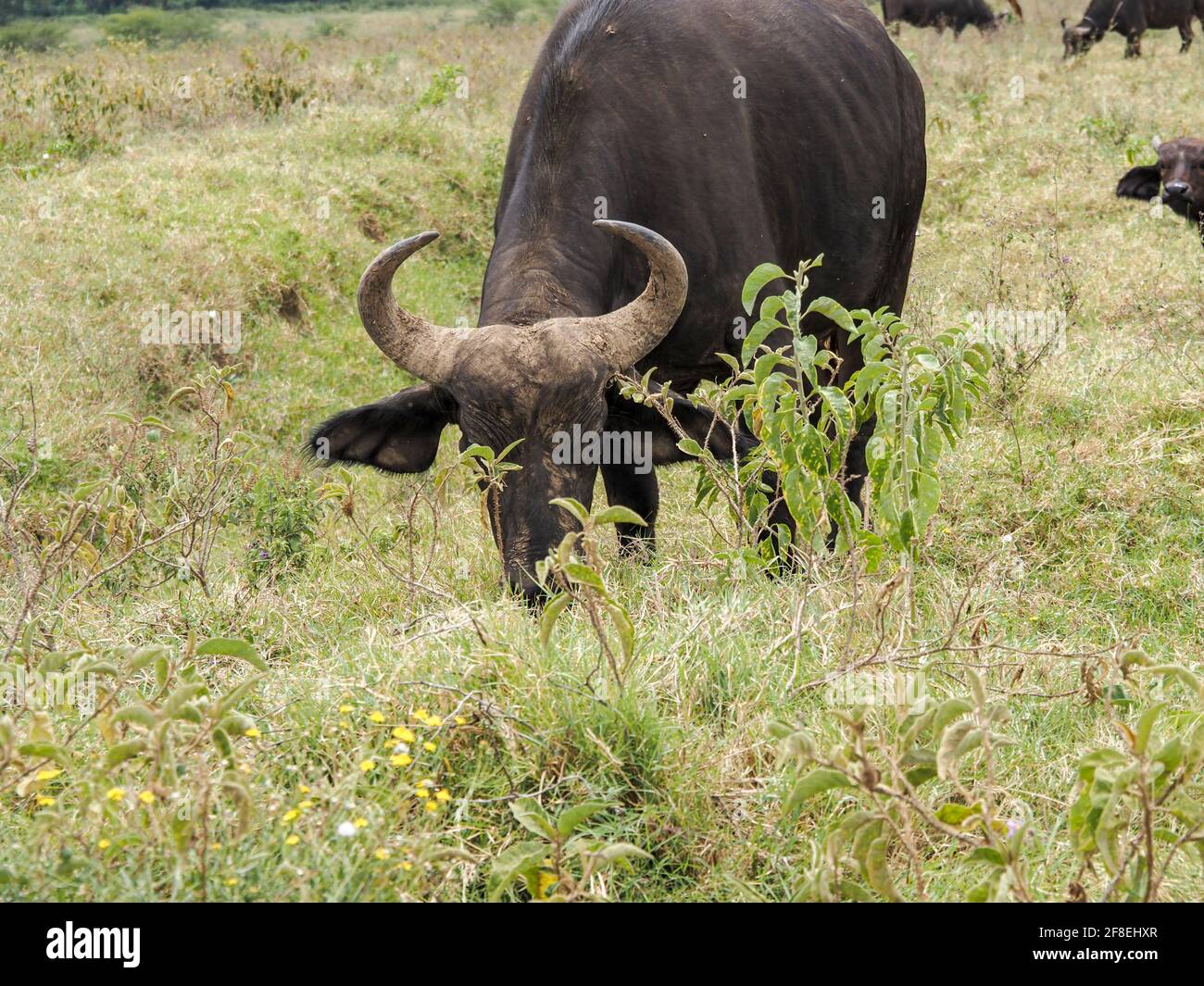 Cape Buffalo grazing on grass at Lake Nakuru National Park, Kenya, Africa Stock Photo