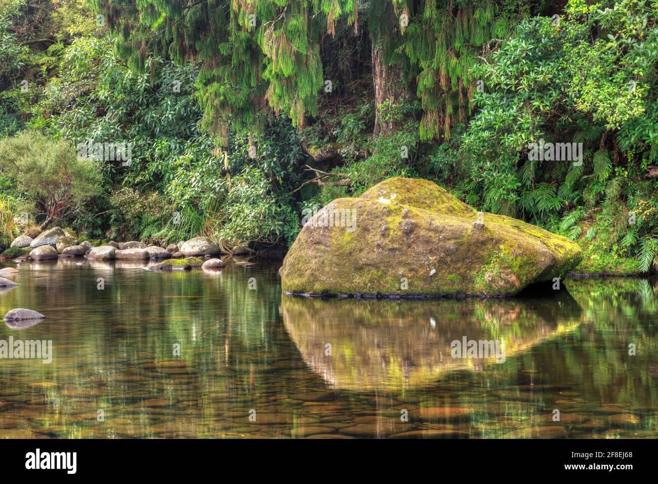 A river in the New Zealand forest. A giant mossy boulder is reflected in the slow-moving water Stock Photo