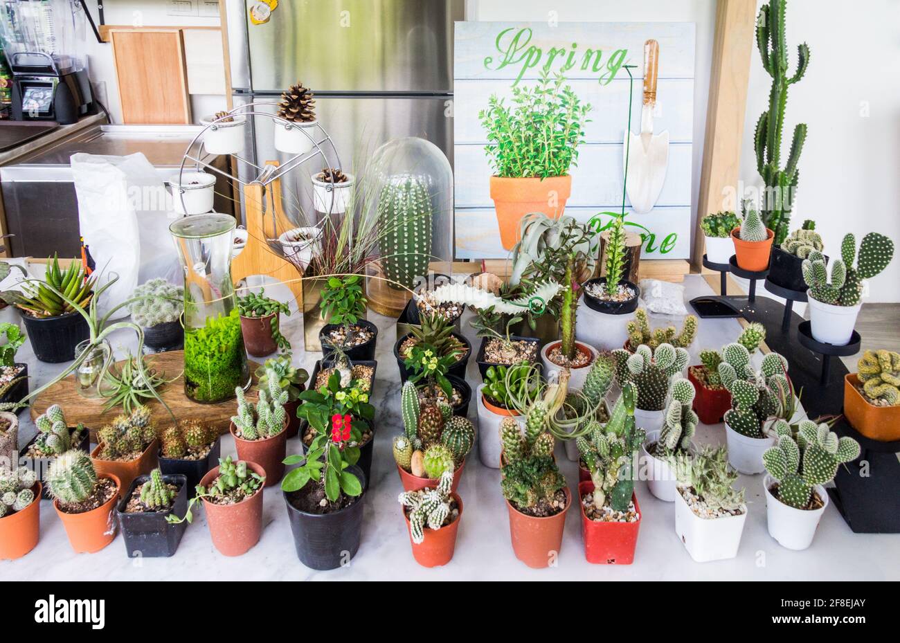 Variety of cactus plants on table Stock Photo