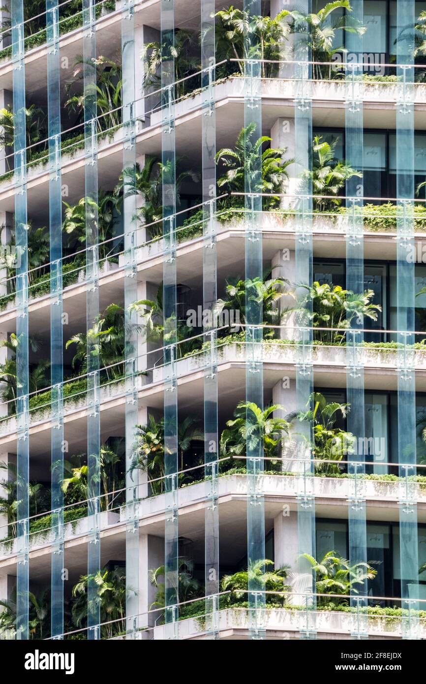 Windows in an office block with palm plants, Central Business District, Singapore Stock Photo
