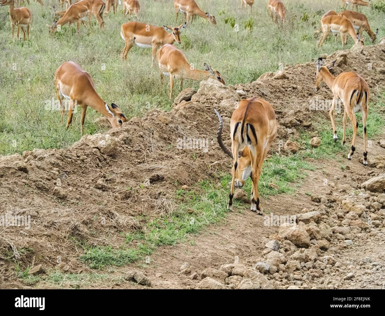 Impalas roaming around the Lake Nakuru National Park, Kenya, Africa Stock Photo