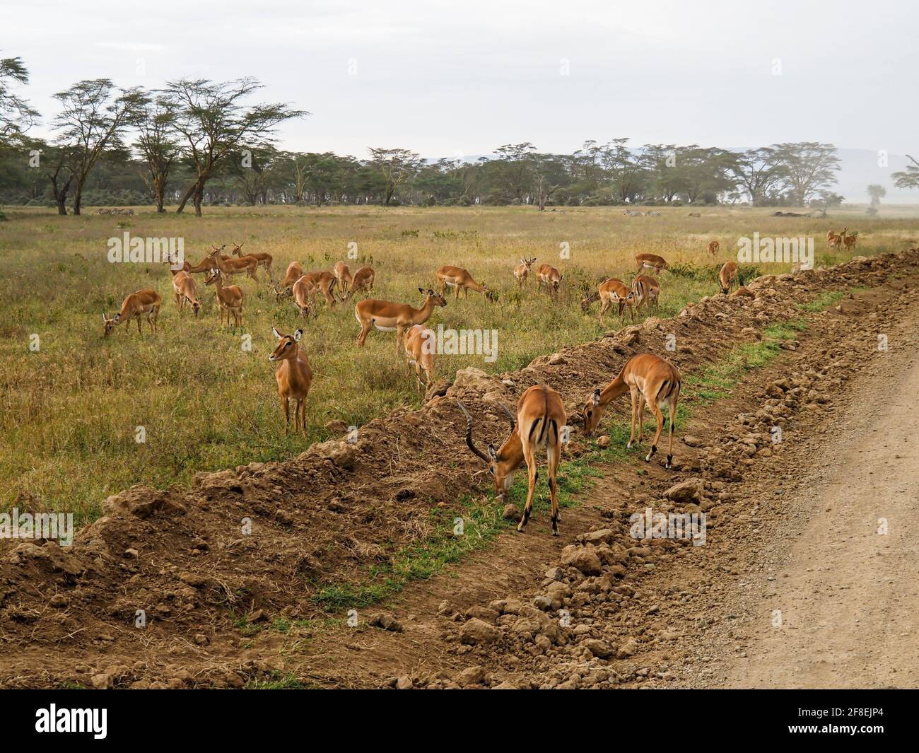 Impalas roaming around the Lake Nakuru National Park, Kenya, AfricaImpalas roaming around the Lake Nakuru National Park, Kenya, Africa Stock Photo