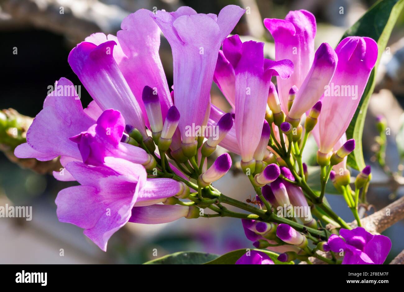 Purple flowers of the Garlic Vine or Mansoa alliacea Stock Photo