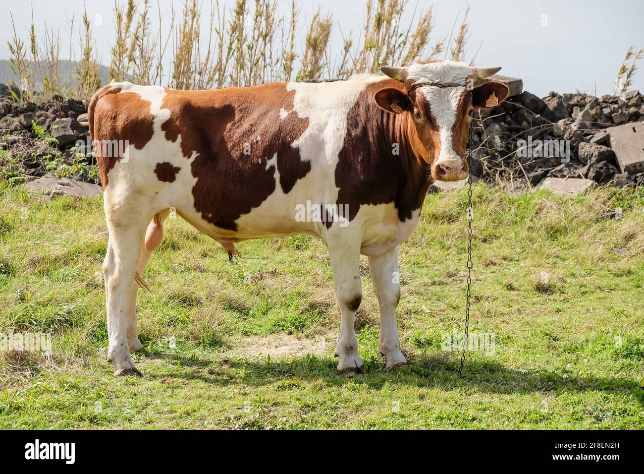 Closeup shot of a cow grazing in a field Stock Photo - Alamy