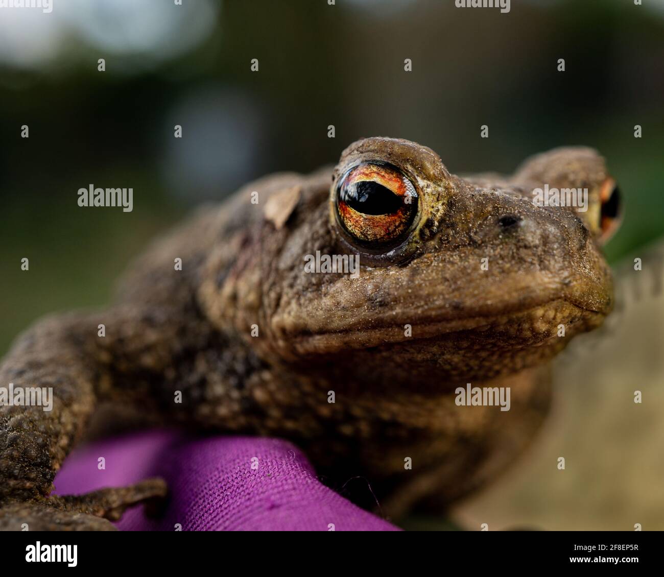 Closeup of a cute common toad Stock Photo - Alamy