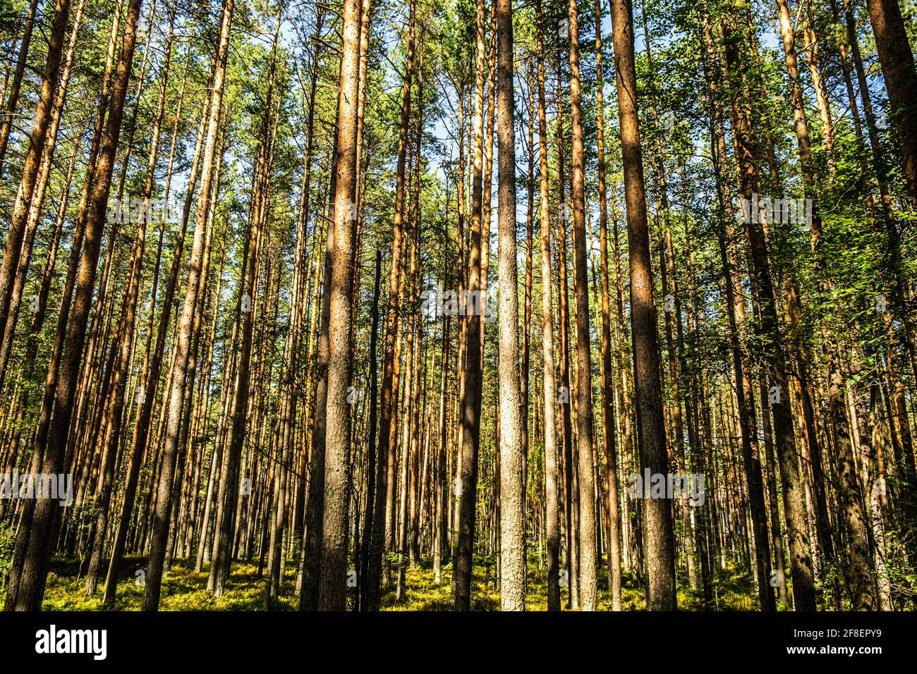 Big pine backlight in hi-res stock photography and images - Alamy