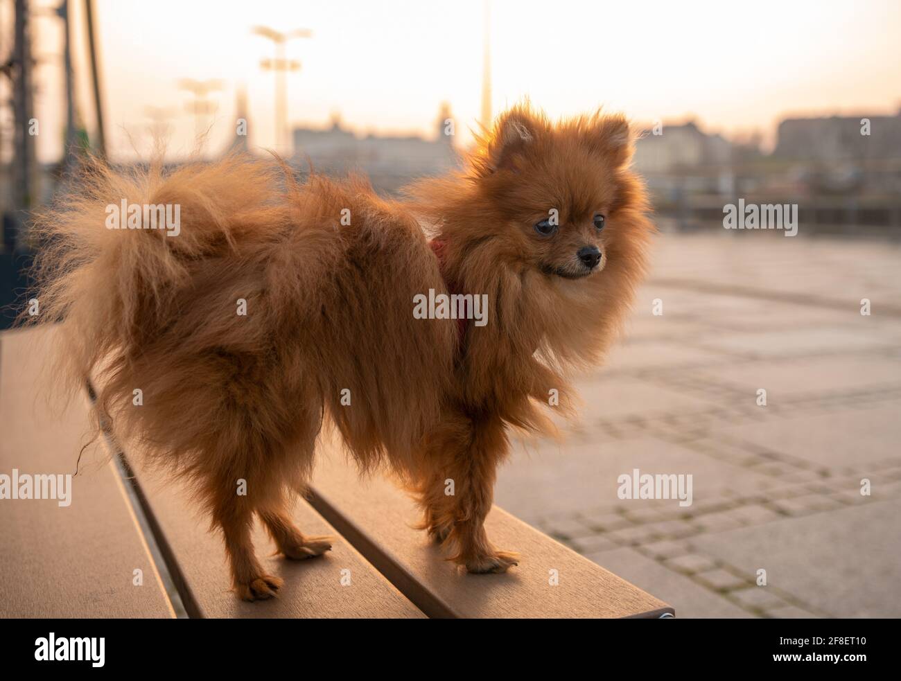 Pomeranian Spitz, puppies Stock Photo