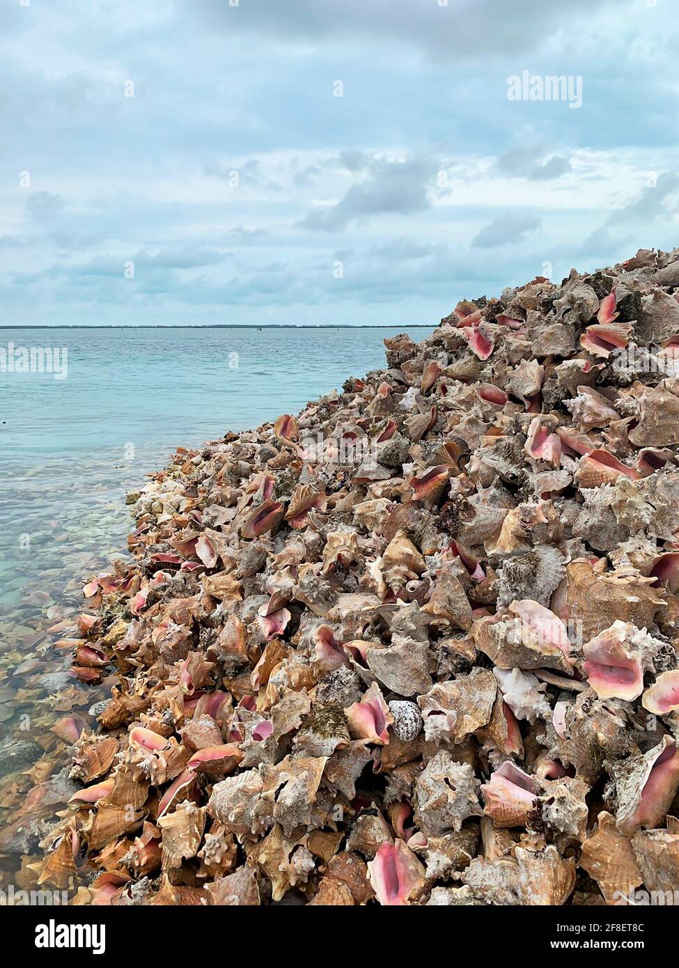 And huge pile of conch shells along the sea coast of Bimini Island in the Bahamas. Stock Photo