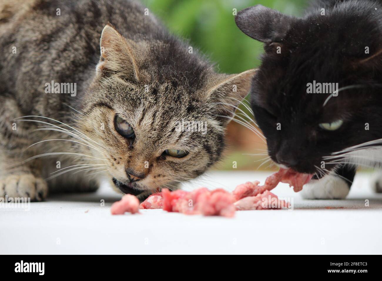 A grey tabby-colored pet cat and black street cats eat raw meat from the floor. Stock Photo
