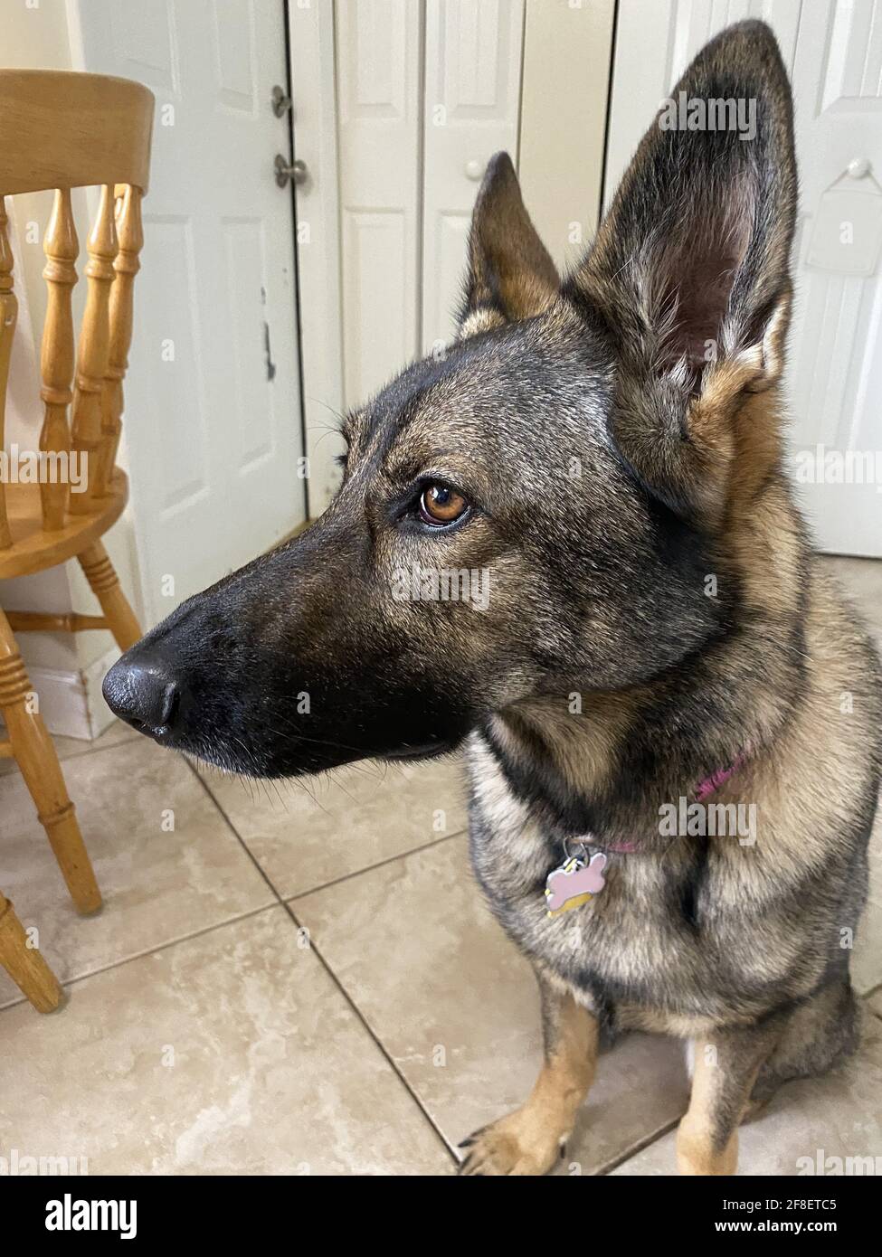 Side profile of a beautiful purebred German Shepard adult dog. Stock Photo