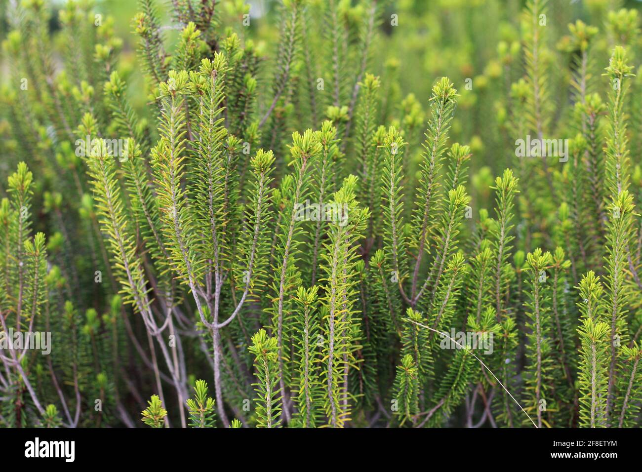 Macro shot of Sand heath, a species of ceratiola also known as sandhill rosemary or Florida rosemary growing in a field. Stock Photo