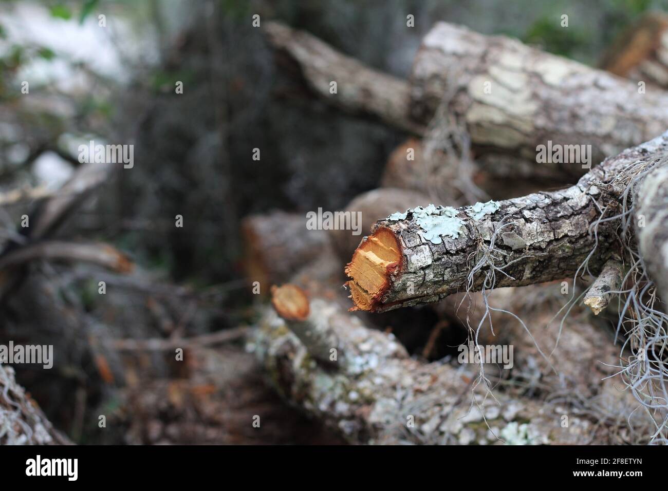 Thick tree branch cut in half. Tree bark with White Flux growing around