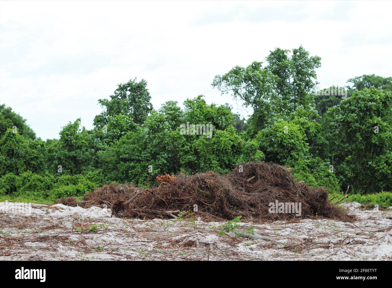 Spanish moss, dried up branches and other dried plants in a large pile outside ready to be burned to avoid a forest fire. Slash and burn to clear land Stock Photo