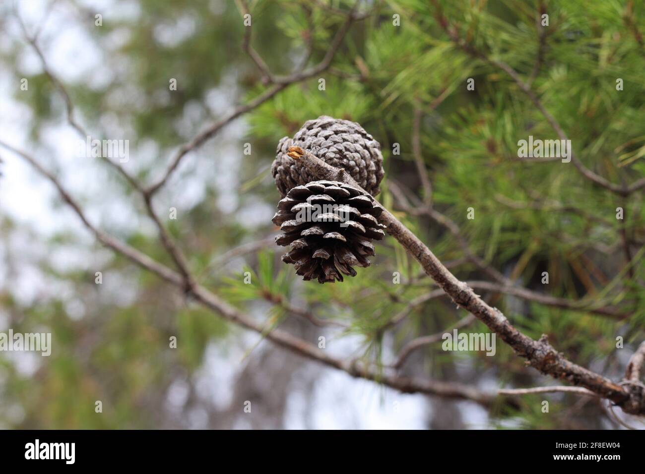 Close-up image of the sand pine tree, species also known as Florida spruce pine and scrub pine. Small shortleaf pinecone on a tree branch. Stock Photo