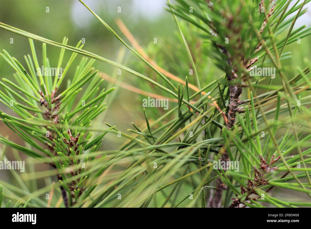 Macro closeup shot of Virginia pine, a species of pines. Also known as scrub pine, jersey pine and poverty pine. Outdoors in nature. Stock Photo