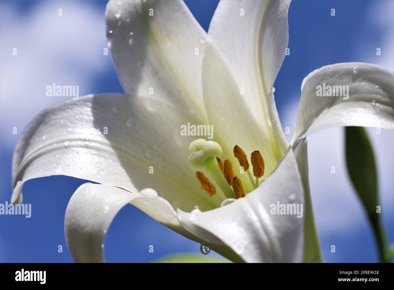 Macro shot of the white Easter lily flower known as Lilium longiflorum has a perennial bulb with large white trumpet-shaped flowers. Wet flower petals Stock Photo