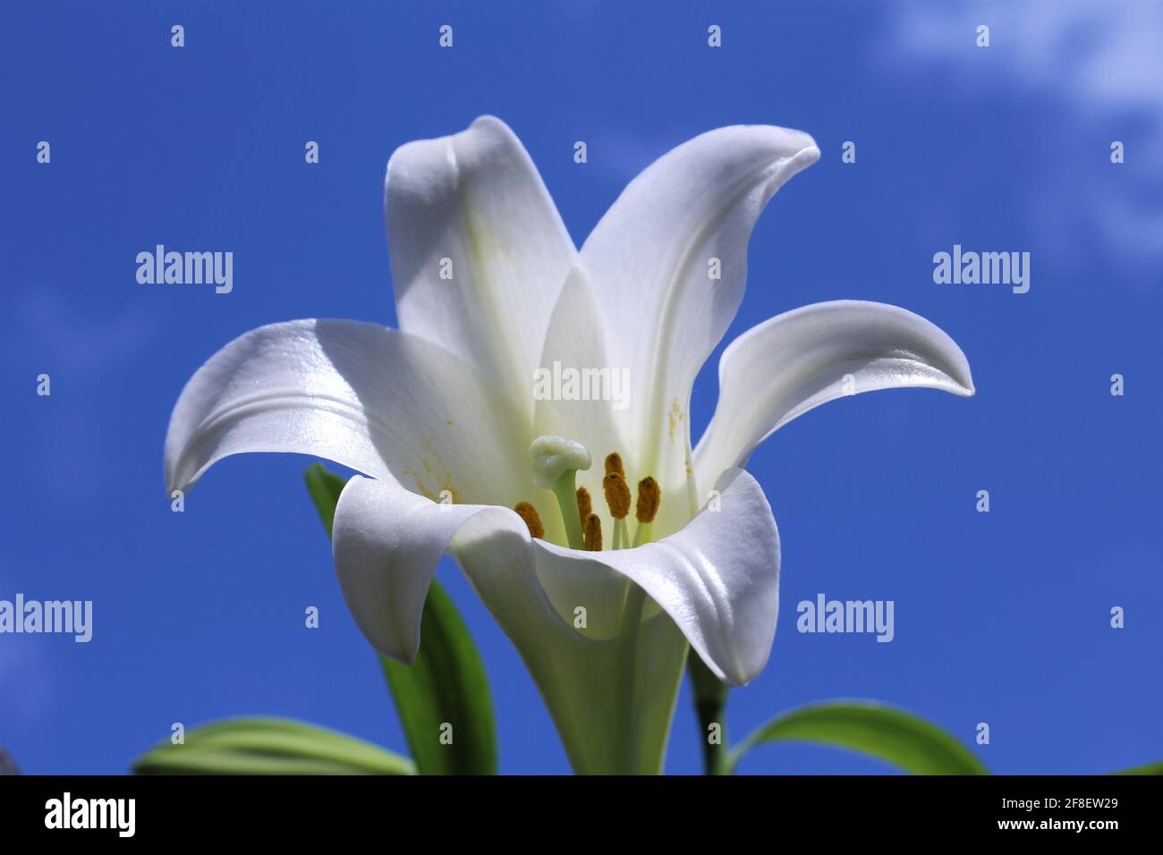 White Easter lily flower known as Lilium longiflorum. Has a perennial bulb with large, white, trumpet-shaped flowers that have a wonderful fragrance. Stock Photo