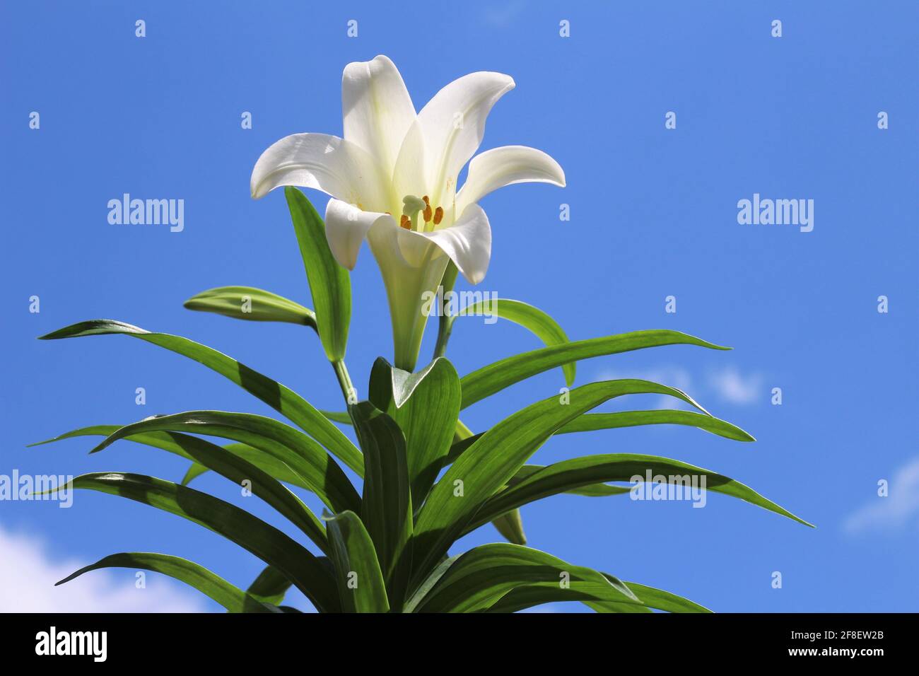 Tall growing white Easter lily flower with leaves known as Lilium longiflorum. Has a perennial bulb with large, white, trumpet-shaped flower Stock Photo