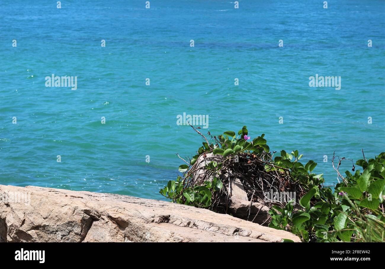 Beautiful crystal clear turquoise ocean water hitting the rocks with green plants and flowers on south pointe pier park in Miami Beach, Florida. Stock Photo