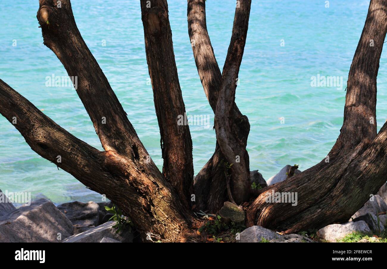 Background of tree bark branches with shadows growing out of the ground with blurred ocean water in the background Stock Photo